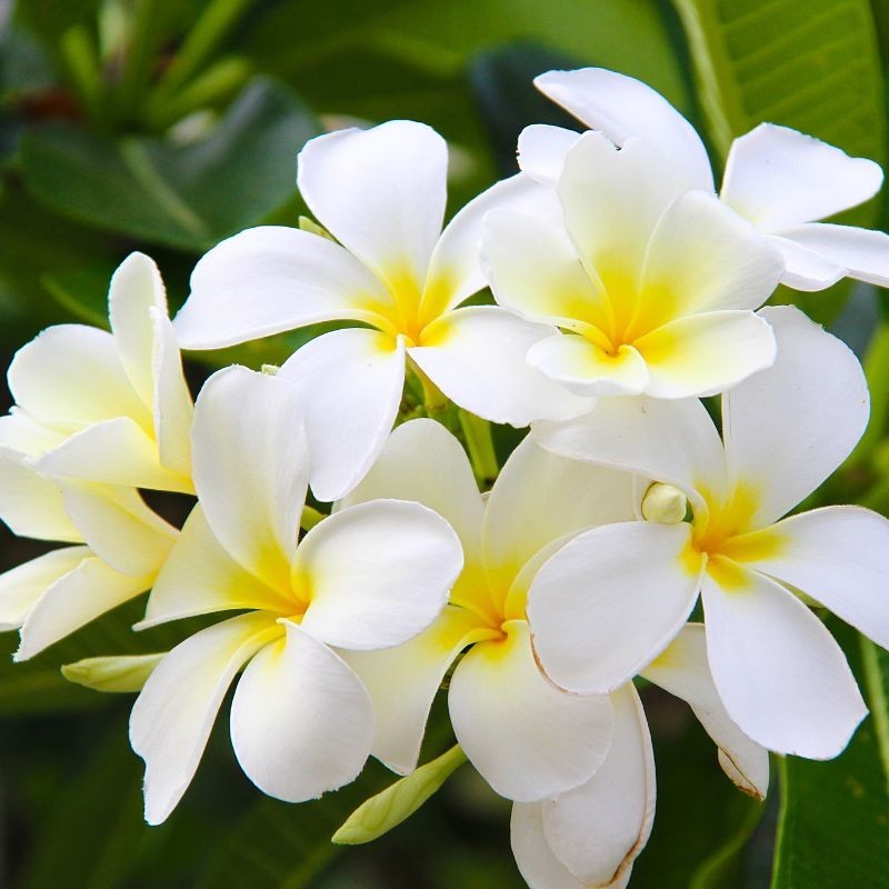 Eau de Parfum Absolu Tiare, 50ml Eau de Parfum Absolu Tiare, 50ml