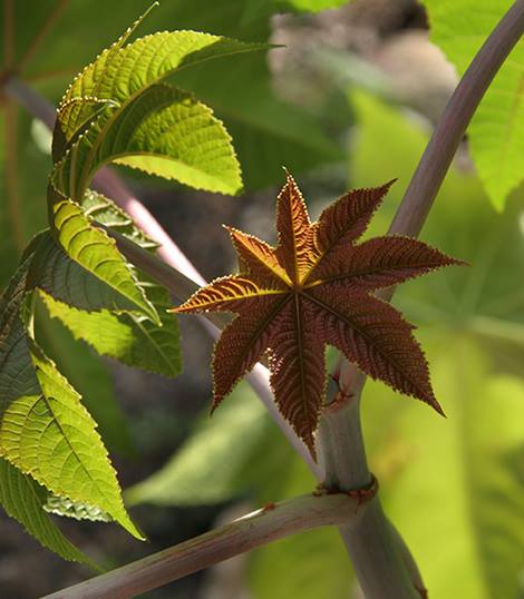 Rhizinusöl (Ricinus Communis) 100 ml