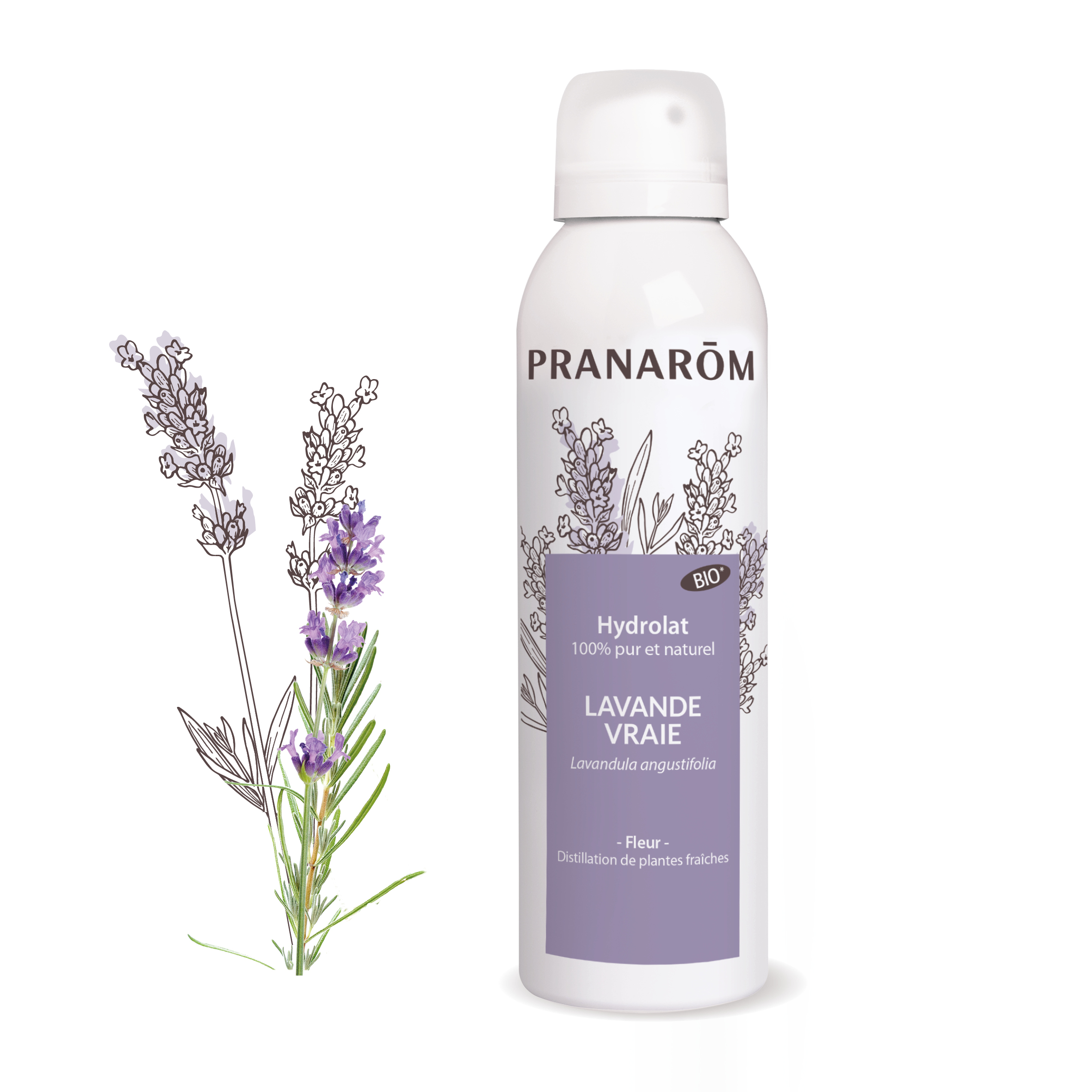 Lavendel (Lavandula angustifolia)  150 ml